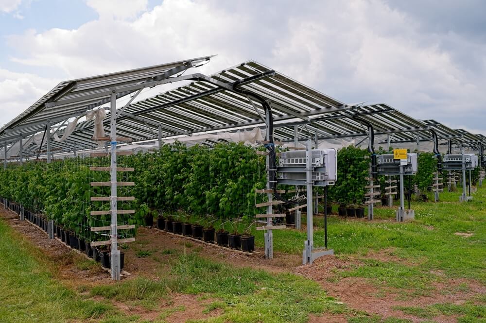 Installation agrivoltaïque sur framboises